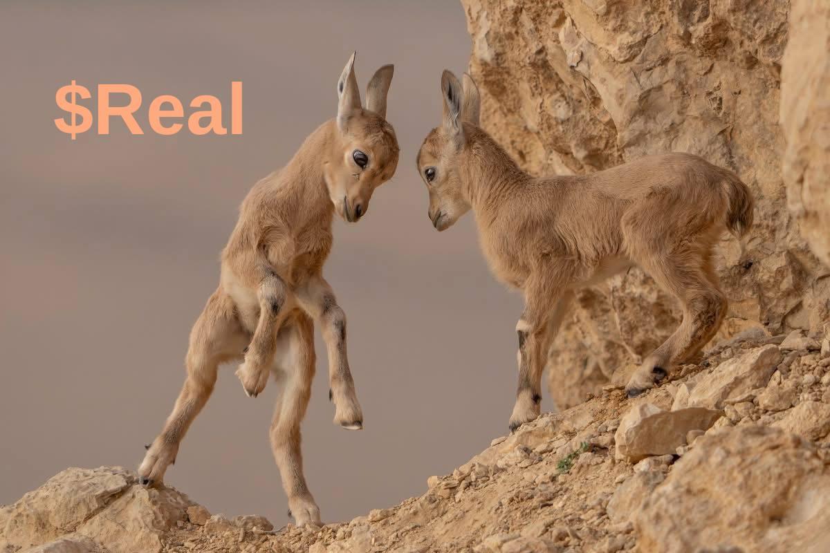 $REAL Gallery Meme 1